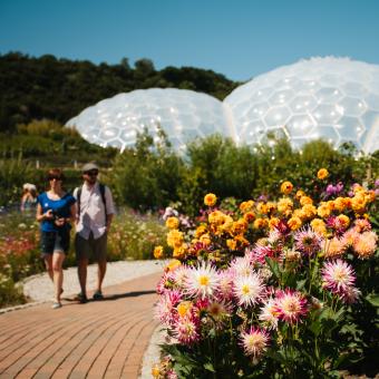 Couple walking by dahlias flowering in Outdoor Gardens at Eden Project